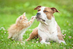 Healthy Paws Pet Insurance: Is it the right choice?