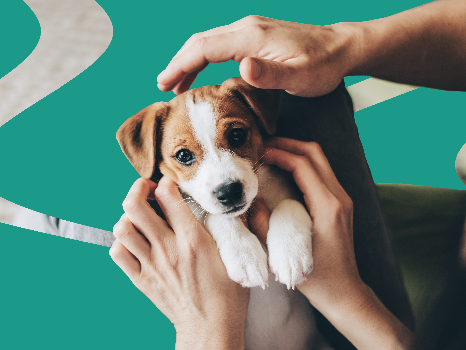 Puppy Insurance: The Best Plans for Your Pup in @CurrentYear