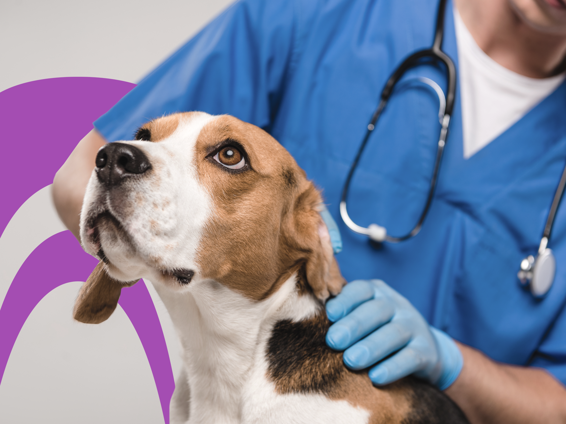 What Is Emergency Pet Insurance and What Does It Cover?